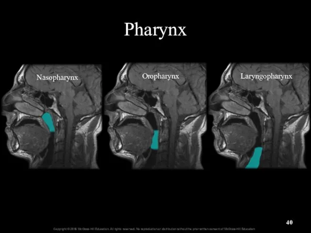 Pharynx Oropharynx Nasopharynx Laryngopharynx