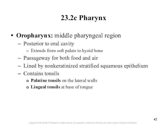 23.2c Pharynx Oropharynx: middle pharyngeal region Posterior to oral cavity Extends