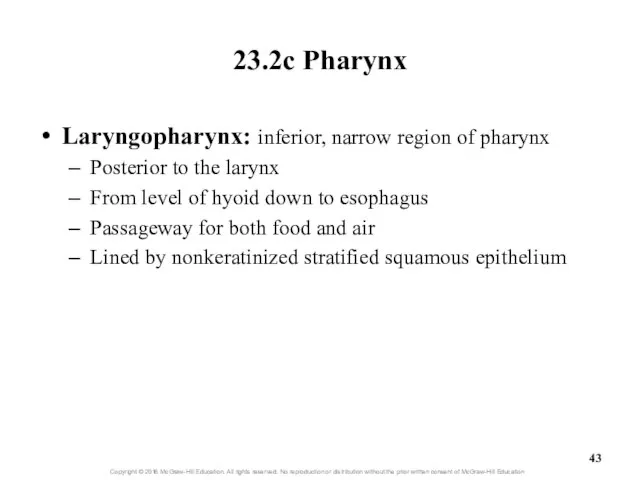 23.2c Pharynx Laryngopharynx: inferior, narrow region of pharynx Posterior to the