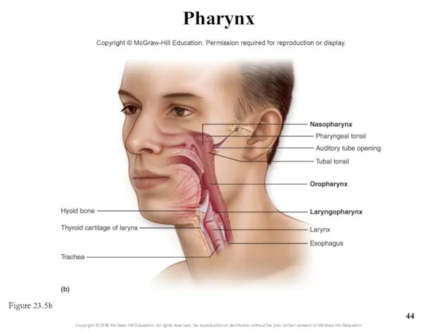 Pharynx Figure 23.5b