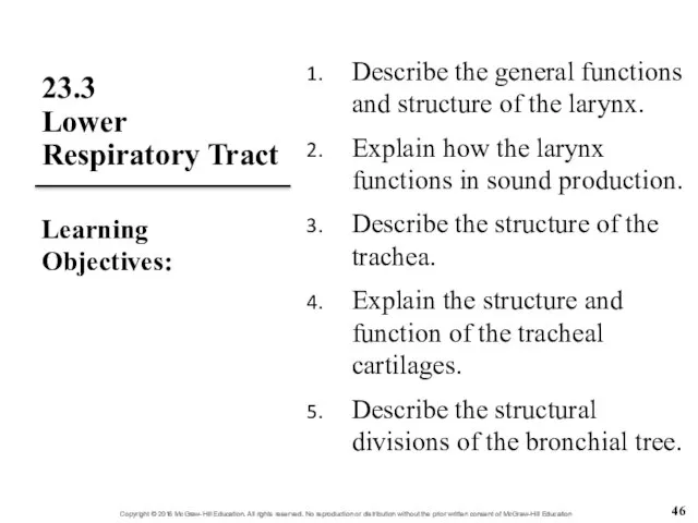 23.3 Lower Respiratory Tract Describe the general functions and structure of