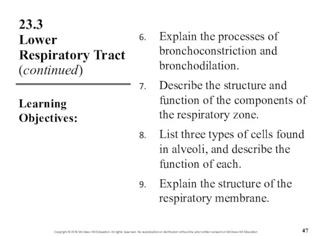 23.3 Lower Respiratory Tract (continued) Explain the processes of bronchoconstriction and