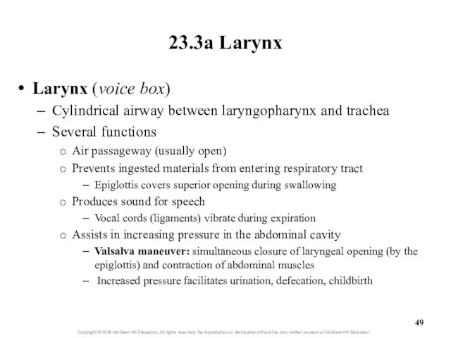 23.3a Larynx Larynx (voice box) Cylindrical airway between laryngopharynx and trachea