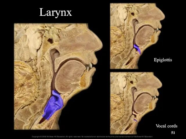 Larynx Epiglottis Vocal cords