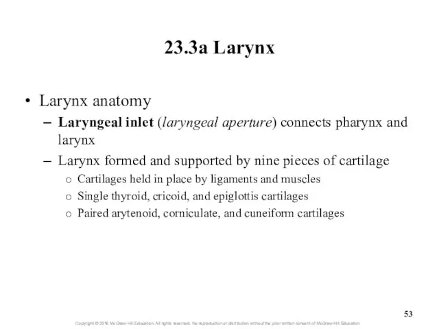 23.3a Larynx Larynx anatomy Laryngeal inlet (laryngeal aperture) connects pharynx and