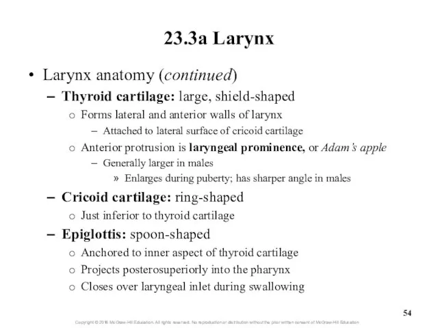 23.3a Larynx Larynx anatomy (continued) Thyroid cartilage: large, shield-shaped Forms lateral