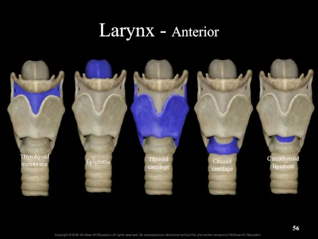 Larynx - Anterior Thyroid cartilage Cricoid cartilage Epiglottis Circothyroid ligament Thyrohyoid membrane