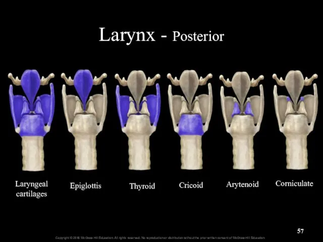 Larynx - Posterior Laryngeal cartilages Epiglottis Thyroid Cricoid Arytenoid Corniculate