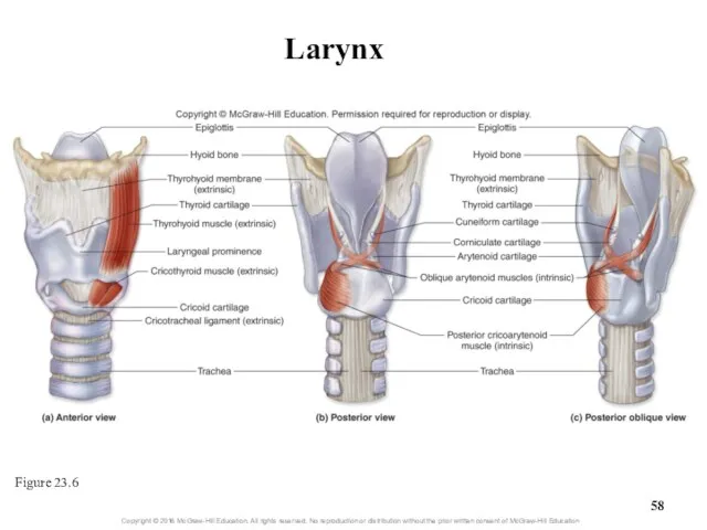 Larynx Figure 23.6