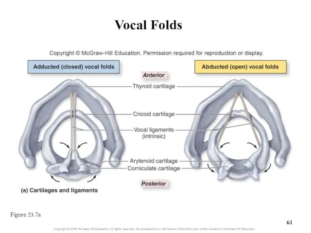 Vocal Folds Figure 23.7a