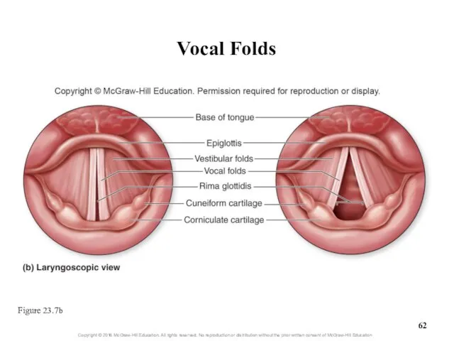 Vocal Folds Figure 23.7b