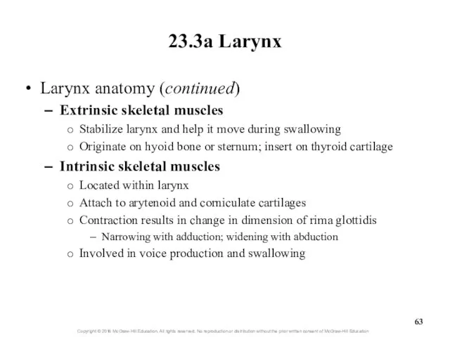 23.3a Larynx Larynx anatomy (continued) Extrinsic skeletal muscles Stabilize larynx and