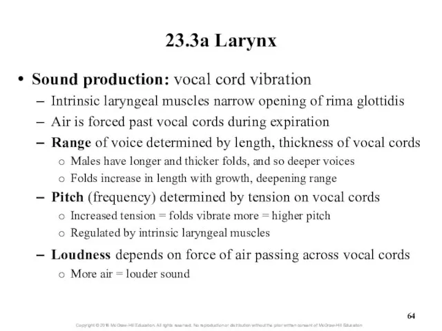 23.3a Larynx Sound production: vocal cord vibration Intrinsic laryngeal muscles narrow