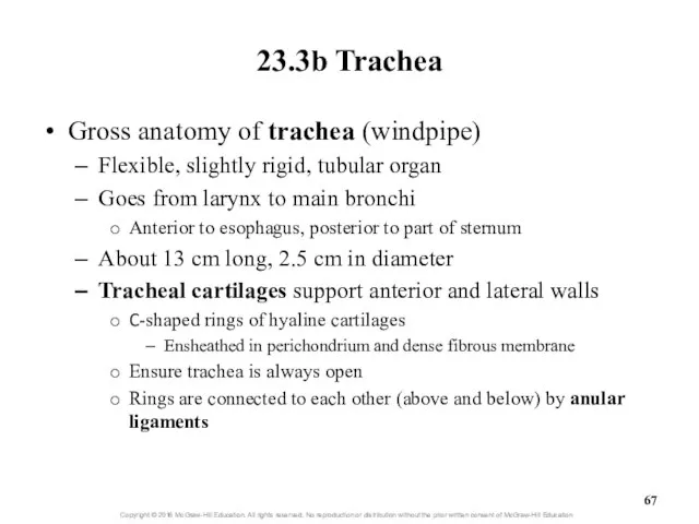 23.3b Trachea Gross anatomy of trachea (windpipe) Flexible, slightly rigid, tubular