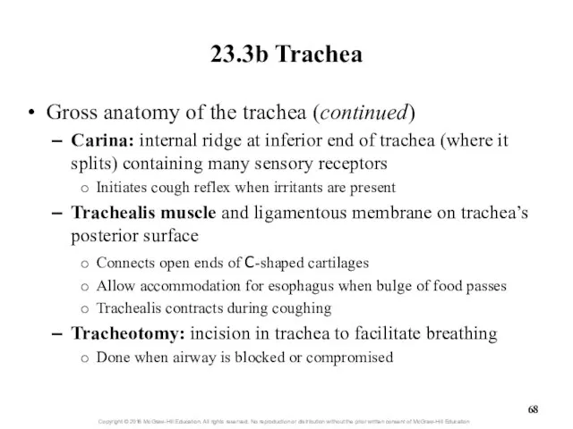 23.3b Trachea Gross anatomy of the trachea (continued) Carina: internal ridge