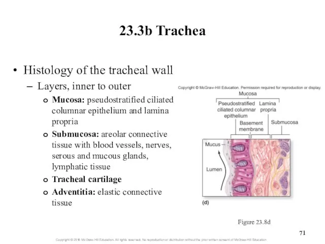 23.3b Trachea Histology of the tracheal wall Layers, inner to outer