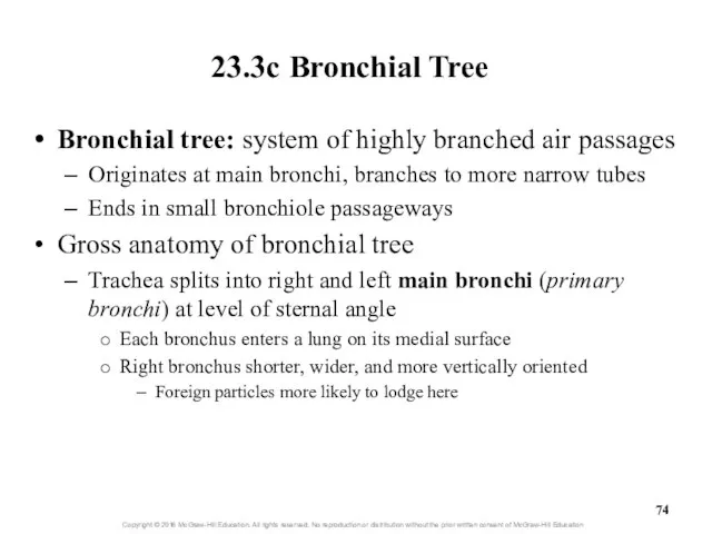 23.3c Bronchial Tree Bronchial tree: system of highly branched air passages