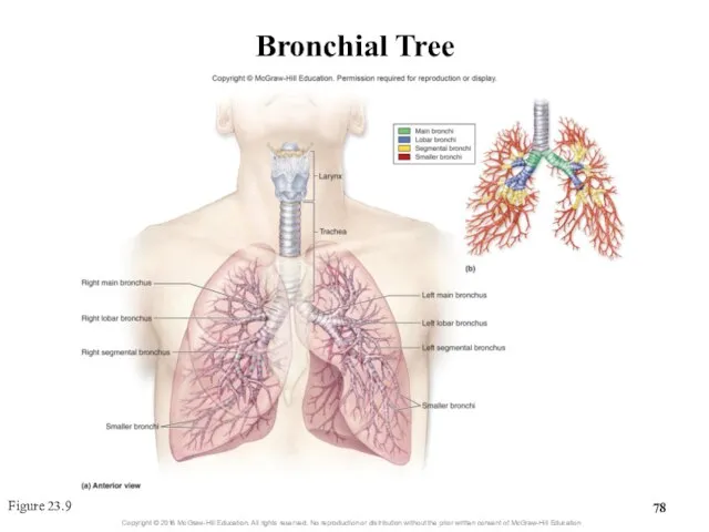 Bronchial Tree Figure 23.9