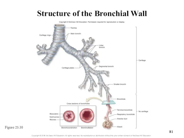 Structure of the Bronchial Wall Figure 23.10