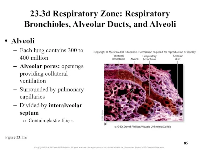 23.3d Respiratory Zone: Respiratory Bronchioles, Alveolar Ducts, and Alveoli Alveoli Each