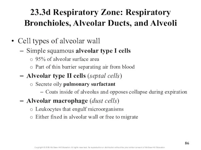 23.3d Respiratory Zone: Respiratory Bronchioles, Alveolar Ducts, and Alveoli Cell types