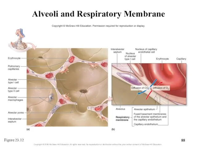 Alveoli and Respiratory Membrane Figure 23.12