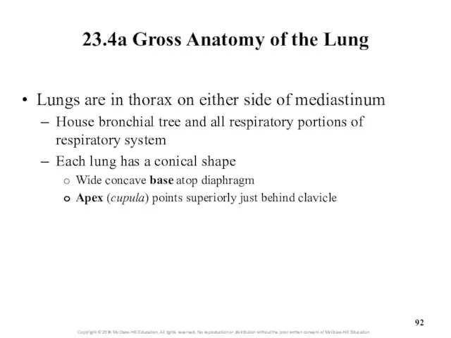 23.4a Gross Anatomy of the Lung Lungs are in thorax on