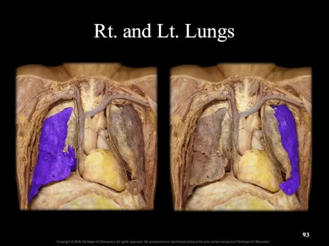 Rt. and Lt. Lungs