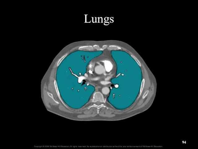 Lungs