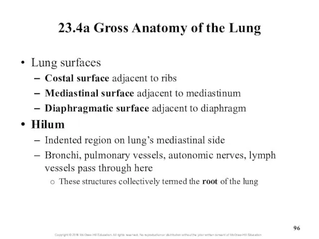 23.4a Gross Anatomy of the Lung Lung surfaces Costal surface adjacent