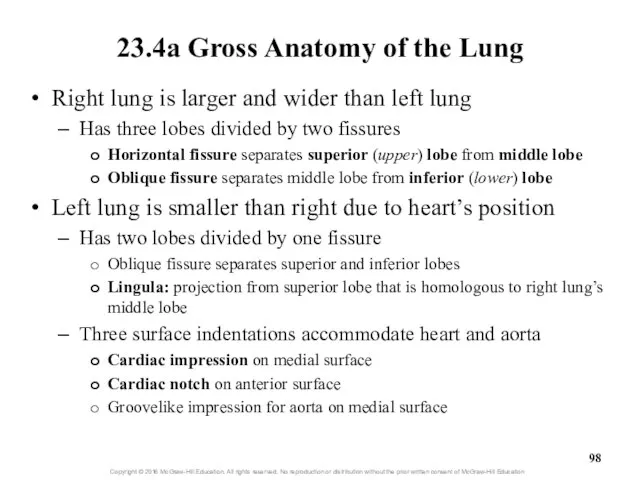 23.4a Gross Anatomy of the Lung Right lung is larger and