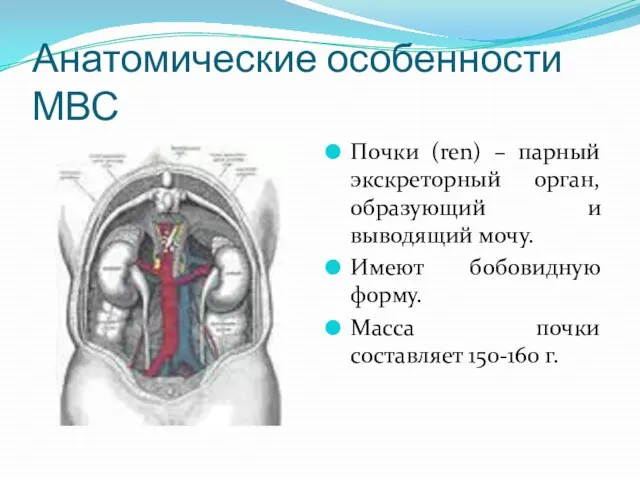 Анатомические особенности МВС Почки (ren) – парный экскреторный орган, образующий и