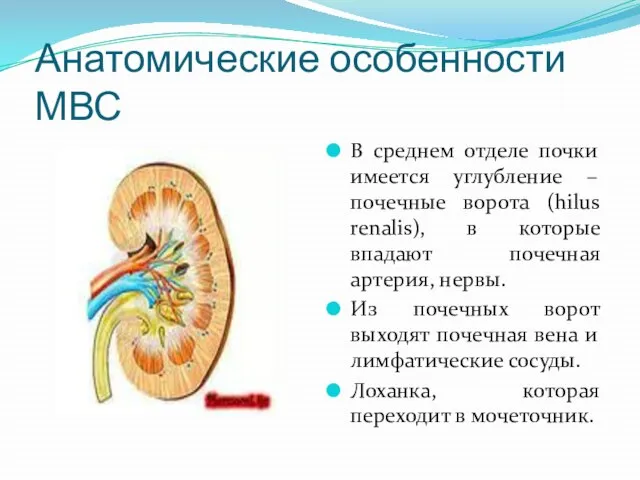 Анатомические особенности МВС В среднем отделе почки имеется углубление – почечные