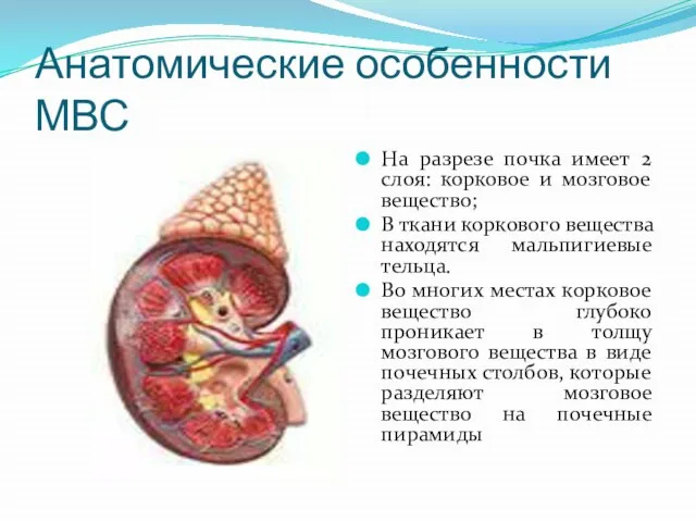 Анатомические особенности МВС На разрезе почка имеет 2 слоя: корковое и