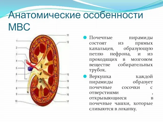 Анатомические особенности МВС Почечные пирамиды состоят из прямых канальцев, образующую петлю