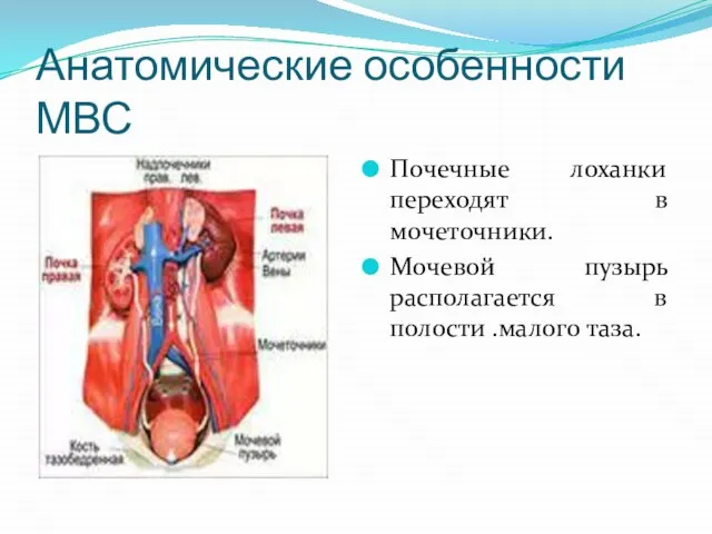 Анатомические особенности МВС Почечные лоханки переходят в мочеточники. Мочевой пузырь располагается в полости .малого таза.