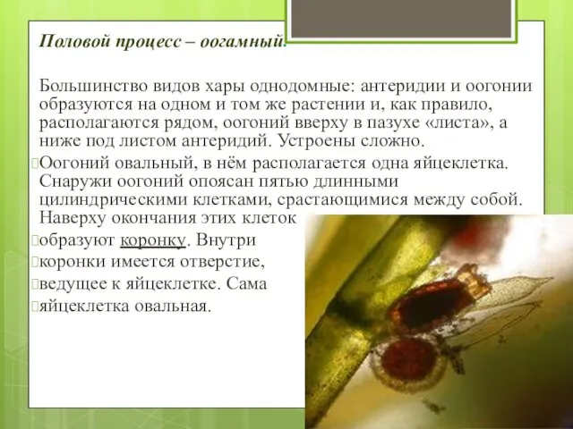 Половой процесс – оогамный. Большинство видов хары однодомные: антеридии и оогонии