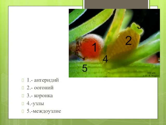 1.- антеридий 2.- оогоний 3.- коронка 4.-узлы 5.-междоузлие 1 2 3 4 5