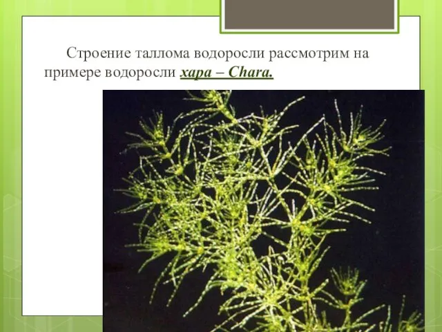 Строение таллома водоросли рассмотрим на примере водоросли хара – Chara.