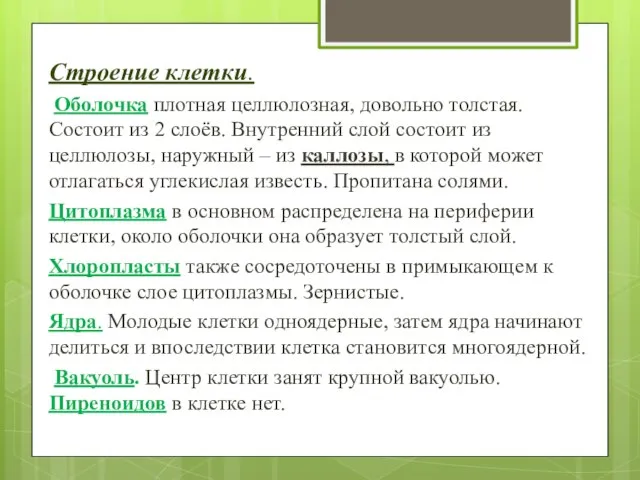 Строение клетки. Оболочка плотная целлюлозная, довольно толстая. Состоит из 2 слоёв.