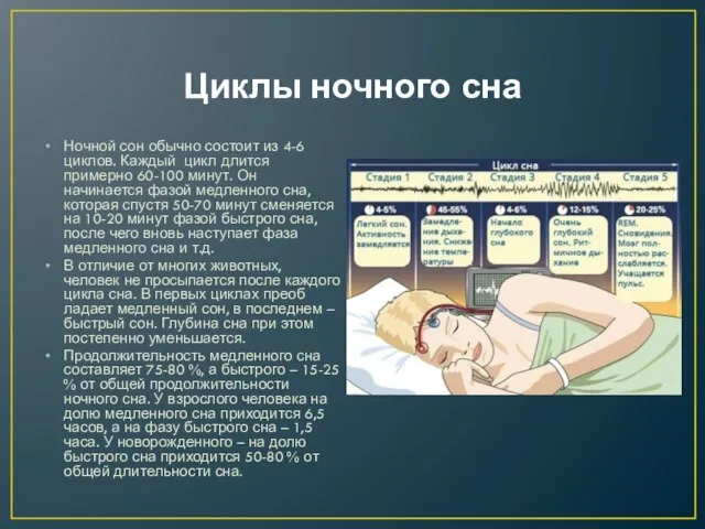 Циклы ночного сна Ночной сон обычно состоит из 4-6 циклов. Каждый