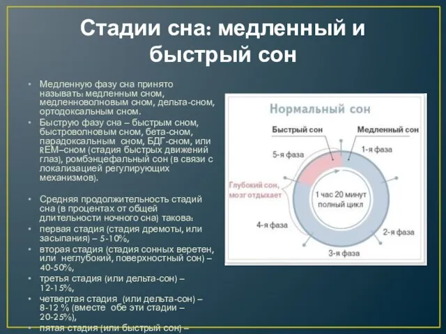 Стадии сна: медленный и быстрый сон Медленную фазу сна принято называть: