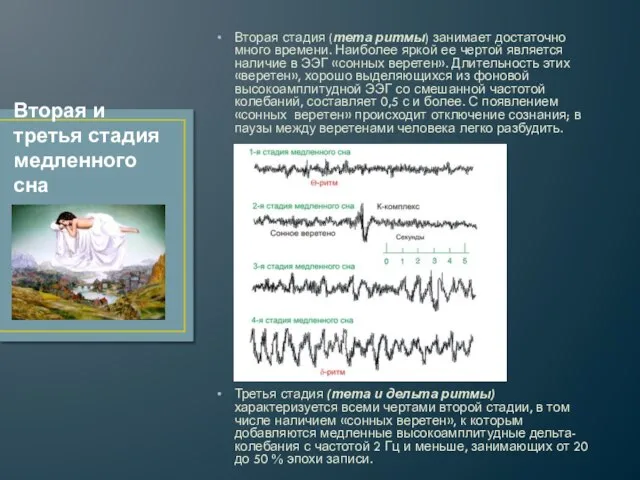 Вторая стадия (тета ритмы) занимает достаточно много времени. Наиболее яркой ее