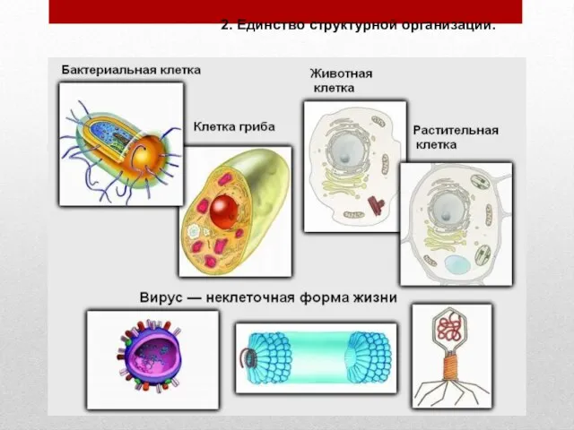 2. Единство структурной организации.