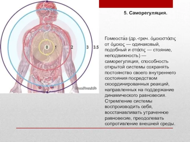 5. Саморегуляция. Гомеоста́з (др.-греч. ὁμοιοστάσις от ὁμοιος — одинаковый, подобный и