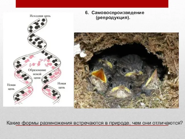 6. Самовоспроизведение (репродукция). Какие формы размножения встречаются в природе, чем они отличаются?