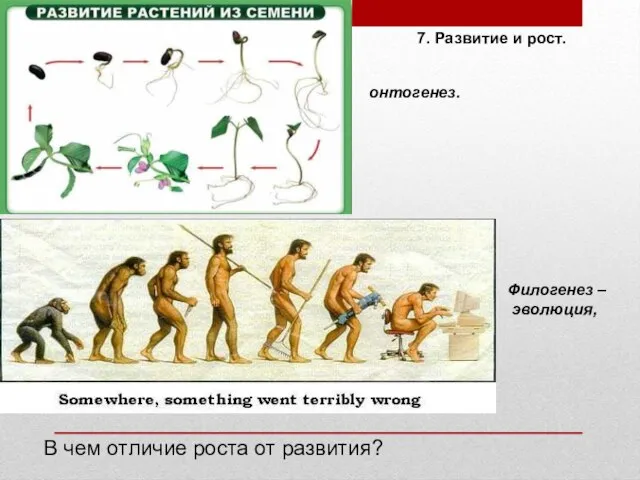 7. Развитие и рост. Филогенез – эволюция, онтогенез. В чем отличие роста от развития?