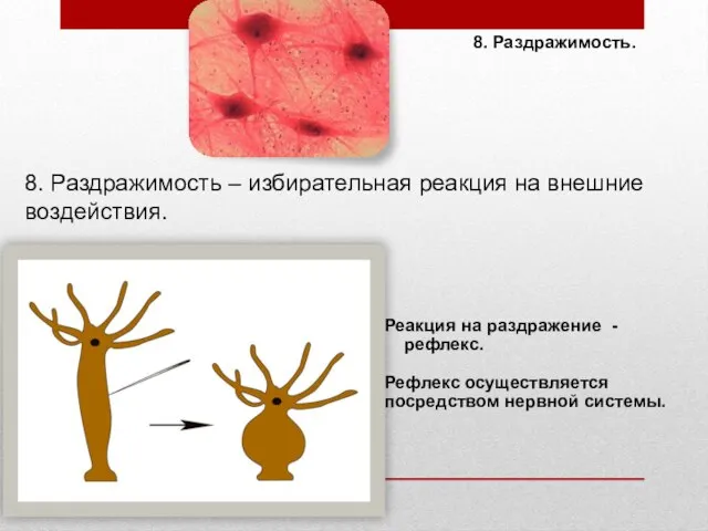 8. Раздражимость. 8. Раздражимость – избирательная реакция на внешние воздействия. Реакция