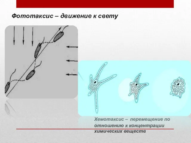 Фототаксис – движение к свету Хемотаксис – перемещение по отношению к концентрации химических веществ