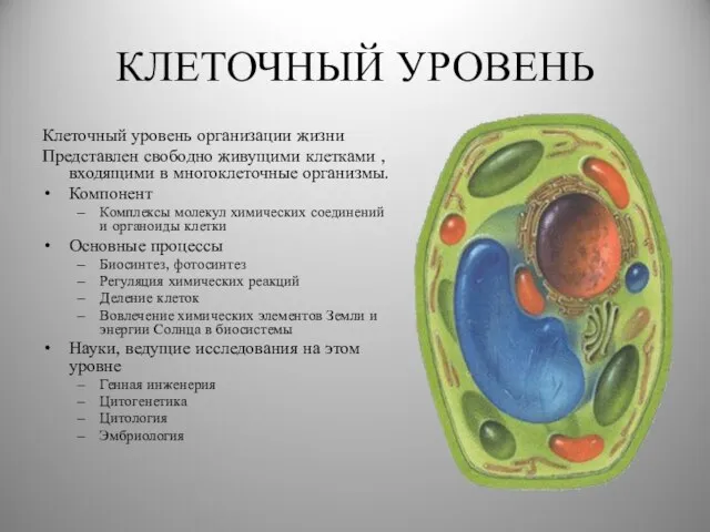 КЛЕТОЧНЫЙ УРОВЕНЬ Клеточный уровень организации жизни Представлен свободно живущими клетками ,